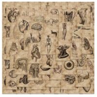 Autocolante de Scrapbooking - Anatomia umană - 56 bucăți