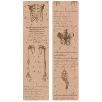 Scrapbooking Vintage bandă adezivă - Anatomia corpului, 01