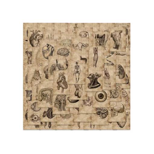 Foto - Autocolante de Scrapbooking - Anatomia umană - 56 bucăți