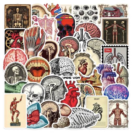 Foto - Autocolante pentru scrapbooking anatomice - 50 bucăți